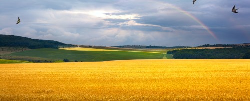 summer field, sunrise and blue sky